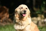 GOLDEN RETRIEVER 1119